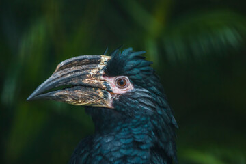 The trumpeter hornbill (Bycanistes bucinator) is a medium-sized hornbill, characterized by a large...