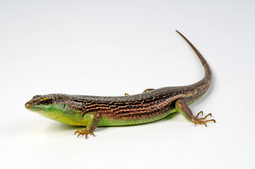olive tree skink / Olivfarbener Baumskink (Dasia olivacea)