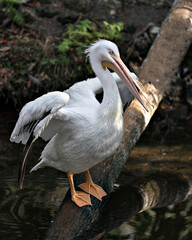 White Pelican stock photo.  Pelican close-up profile view with spread wings with rock and foliage background.