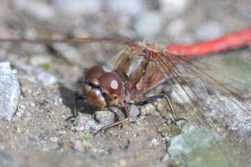 Heidelibelle Makro Ommatidien