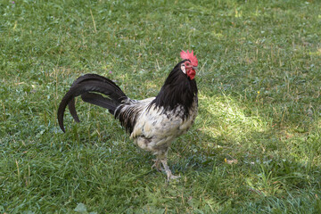 gallo cresta fattoria