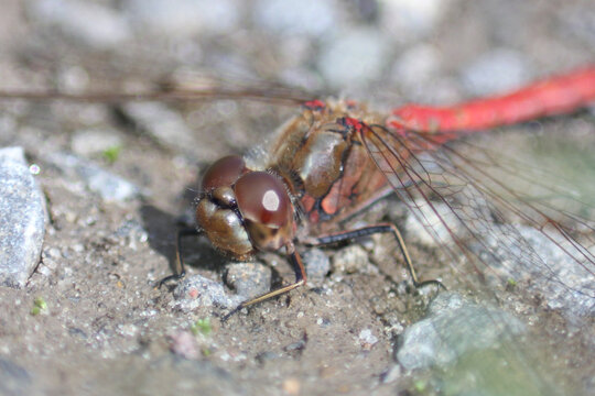 Heidelibelle Makro Ommatidien