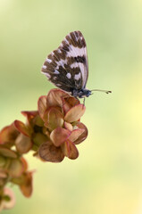 Butterfly Pontia edusa on a summer day on a field flower