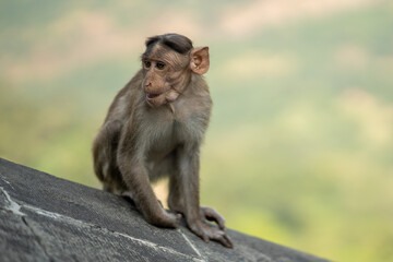 A curious baby monkey exploring human settlements in the Indian western ghats