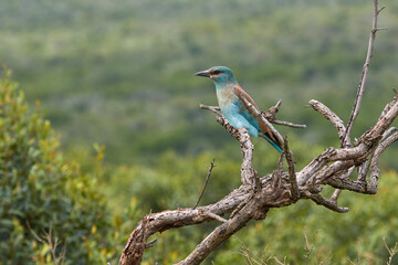 European roller sitting on a branch