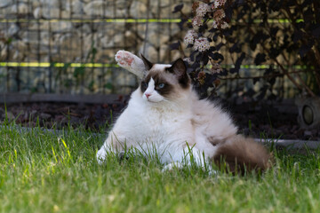Ragdoll im Garten