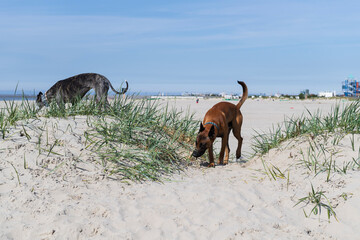 Galgo und Malinois am Strand