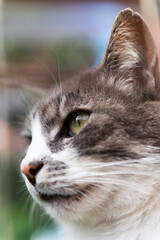 Hauskatze im Portrait