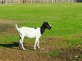 The goat body is white and black, with pointed horns standing solely in the lawn.
