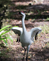Fototapeta premium Whooping crane stock photos. Whooping Crane close up with stretching wings and displaying its beautiful white feather plumage, body, beak, head, eye, feet in its habitat with a blur background. 