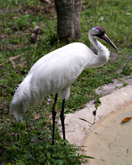 Whooping crane stock photos. Endangered species. Close-up profile view standing tall by the water with foliage background in its habitat and environment. Picture. Portrait. Image. Photo.