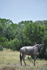 close up of a Wildebeest portrait