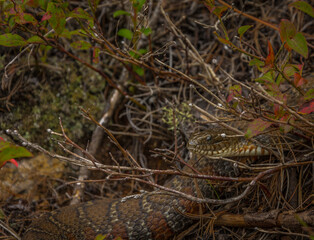 Common watersnake basking in the sun