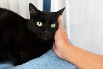 Schwarze Katze © Heidi Bollich