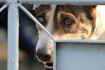 Sadness eyes of dog in fence, need freedom and some food from the outside