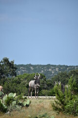 close up of a Wildebeest portrait