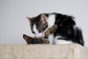Spielende junge Katzen