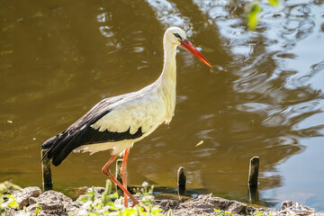 The white stork (Ciconia ciconia) is a large bird in the stork family, Ciconiidae. Its plumage is mainly white, with black on the bird's wings.