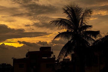 silhouette of a coconut tree at sunset