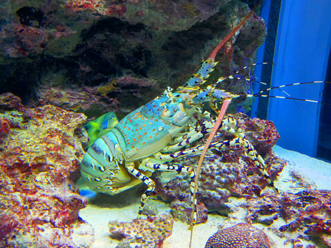 Big lobster in glass tank in aquarium Japan