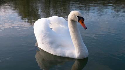 Beautiful adult white swan on the river