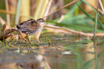 Close up of a juvenile little crake(Zapornia parva) foraging at a swamp in the Netherlands.