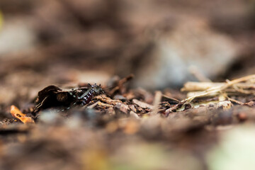 common house  Mosquito on ground.Female Aedes mosquitoes that feed on blood and carry dengue fever