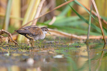 Close up of a juvenile little crake(Zapornia parva) foraging at a swamp in the Netherlands.