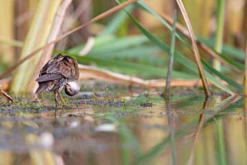 Close up of a juvenile little crake(Zapornia parva) foraging at a swamp in the Netherlands.