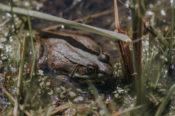 frog in the pond