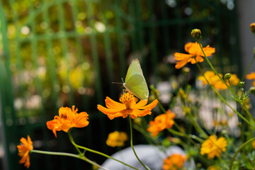 Yellow butterfly on cosmos flower in the garden.