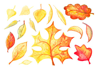 Obraz premium Watercolor autumn leaves or foliage silhouettes isolated