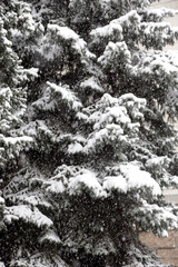 Winter landscape, snowfall. Fir branches covered with hoar frost Wonderland. New year. Calm blurry snow flakes winter background.