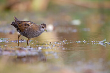 Close up of a juvenile little crake(Zapornia parva) foraging at a swamp in the Netherlands.