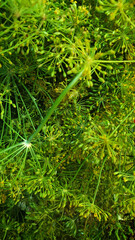 green fresh dill