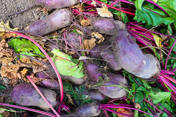 Harvest from fresh beets from the ground