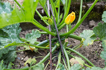 Courgettes