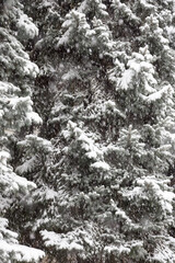 Winter background, snowfall. Christmas tree scene. Fir branches covered with hoar frost Wonderland. New year. Calm blurry snow flakes winter background.