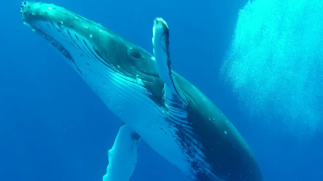 Giant humpback whale gracefully swims under water and waves with his fin while looking directly at the camera