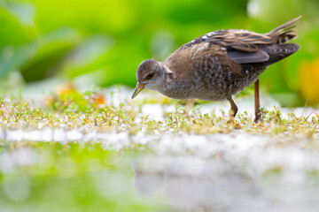 Close up of a juvenile little crake(Zapornia parva) foraging at a swamp in the Netherlands.