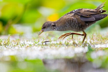 Fototapeta premium Close up of a juvenile little crake(Zapornia parva) foraging at a swamp in the Netherlands.