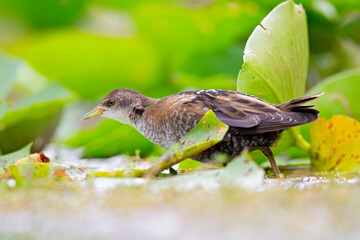 Close up of a juvenile little crake(Zapornia parva) foraging at a swamp in the Netherlands.