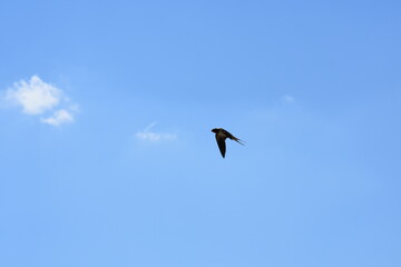 single bird flying in the sky