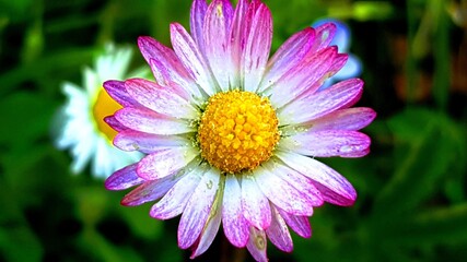 Obraz premium Close up of a field daisy