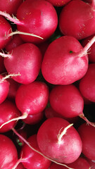 red red radishes