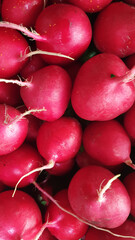red radishes