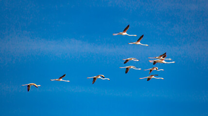 Flamants roses en patrouille