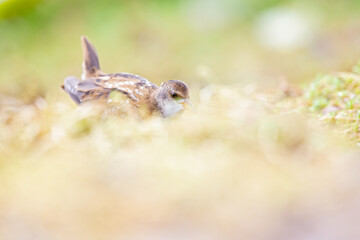 Close up of a juvenile little crake(Zapornia parva) foraging at a swamp in the Netherlands.