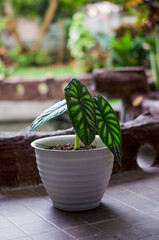 Alocasia Dragon Scale plants in white pot in the garden