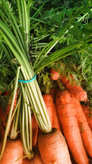 fresh orange carrot © Paulina
